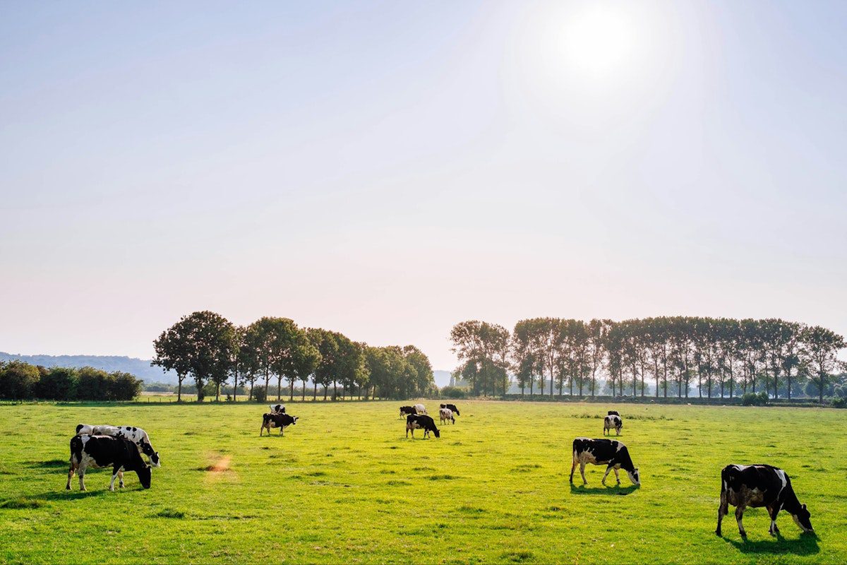 Livestock Special Alert: Dairy farming businesses